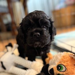 White Collar - Black and white male Cocker Spaniel puppy in Morganton, North Carolina from Priceless Pups