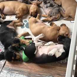 Dachshund Puppies from Edgewood Acres Miniature Longhair Dachshunds