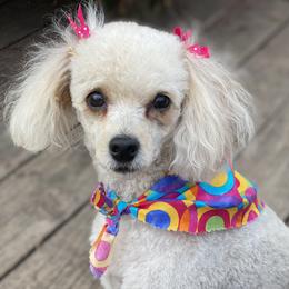 Hazel - Poodle