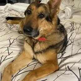German Shepherds from Katy's Shepherds