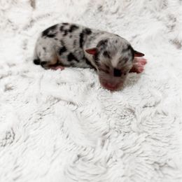 Heath - Blue merle male Toy Australian Shepherd puppy in Pollok, Texas from Pineywoods Pups