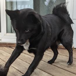 Rora - Pomsky