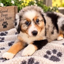 Purple - Blue merle female Miniature Australian Shepherd puppy in 32046, Florida from River Hill Ranch