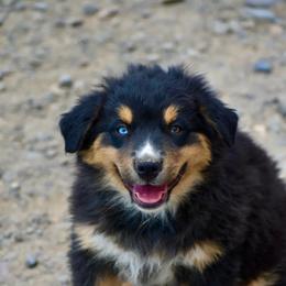 Sam - Black tri-color male Australian Shepherd puppy in Prineville, Oregon from KC’s Aussies