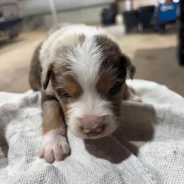Boy 3 - Red merle male Australian Shepherd puppy in Almo, Kentucky from Riley's Paw Pals