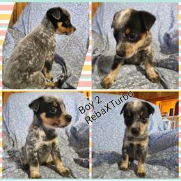 Boy 2 - Blue mottled male Australian Cattle Dog puppy in Bradford, Arkansas from Cedar Rock Heelers and Kelpies