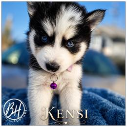 Boy 3 (SAI-KEN aka Ken.Si) - Black and white male Pomsky puppy in Norfolk, Virginia from 'Brick'House Couture Pomskies