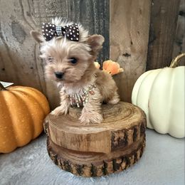 Teddy - Gold male Yorkshire Terrier puppy in Howe, Oklahoma from Ray Holder