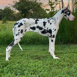 Great Dane Puppies from Dynamic Danes