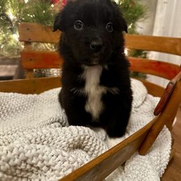 Black Tri Female (Salem) - Black tri-color female Australian Shepherd puppy in Bouton, Iowa from Beaver Creek Aussies