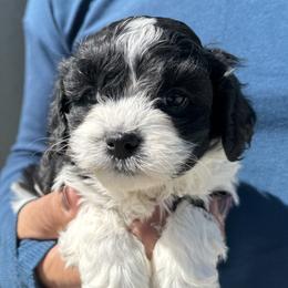 Moonpie - Black and white female Cavapoo puppy in Boardman, Ohio from Taliaferro Kennel