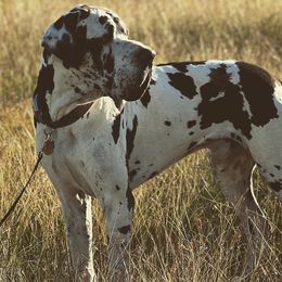 Diesel - Great Dane