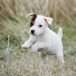 Check - Tri-color female Jack Russell Terrier puppy in Yakima County, Washington from Saddle Rock Kennels
