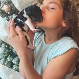 Poodle Puppies from Spanish Flower Standard Poodles
