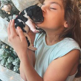 Poodle Puppies from Spanish Flower Standard Poodles