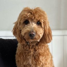 Winnie - Goldendoodle