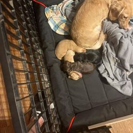 Dachshund Puppies from JRED Leach