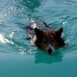 Shetland Sheepdogs from Shalaine