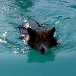 Shetland Sheepdogs from Shalaine