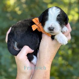 Friedrich FURNISHED - Tri-color male Bernedoodle puppy in Bellville, Ohio from Bernedoodle Buddies
