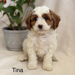 Tina - Blenheim female Cavapoo puppy in Oxford, Pennsylvania from FriendlyPals