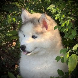 Pomsky and Siberian Husky Puppies from A-Dream Pomsky Kennel