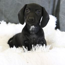 Dachshund and German Shepherd Puppies from Mountain Valley Kennel