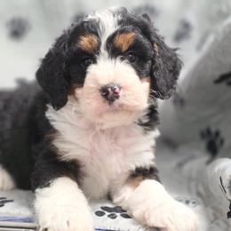 Atlas - Tri-color male Bernedoodle puppy in Shelton, Washington from NW Bernedoodles of Washington