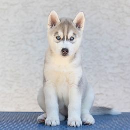 Girl 2 - Siberian Husky puppy in Chester Springs, Pennsylvania from Sassenach Siberians