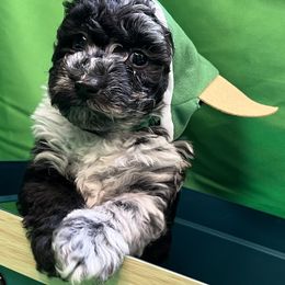 Poodle and Schnoodle Puppies from Royal Crown Keeper LTD