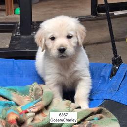 Ocean boy 3 - Light golden male Golden Retriever puppy in Niles, Michigan from Christiana Creek Goldens