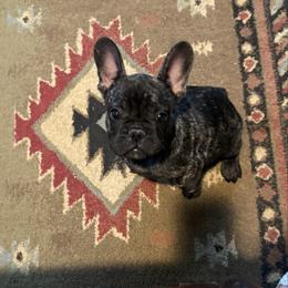 Boy 2 - Brindle male French Bulldog puppy in Livingston, Texas from Drake Home Frenchies