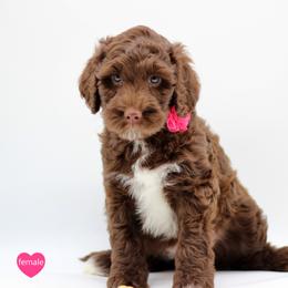 Girl 1 - Liver and white female Springerdoodle puppy in Kendall, New York from Family Raised Doodles
