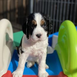 English Springer Spaniel Puppies from Cedarhaven Springers