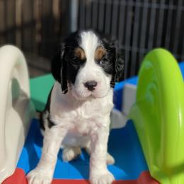 English Springer Spaniel Puppies from Cedarhaven Springers