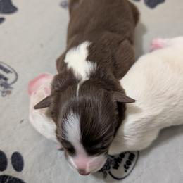 Dakota - White and red female Border Collie puppy in Ashford, Alabama from Double4farms