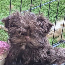 Reggie - Brown Russian Tsvetnaya Bolonka puppy in Oklahoma City, Oklahoma from Pink Lotus Kennels