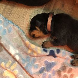 Brown collar - Black and mahogany male Rottweiler puppy in Hermitage, Tennessee from Morris Rottweilers
