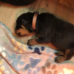Brown collar - Black and mahogany male Rottweiler puppy in Hermitage, Tennessee from Morris Rottweilers