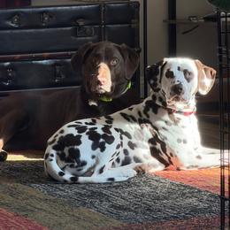 Charles - White and liver brown male Dalmatian puppy in Richmond, Virginia from Darrfield