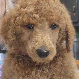 Red collar (CeCe) - Red  female Poodle puppy in Stephentown, New York from Creme de la Poodle, standard poodles