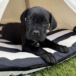 Guinness - Black male Cane Corso puppy in Florence, Texas from Wilco Cane Corso