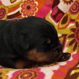 Storm - Black and mahogany male Rottweiler puppy in Crothersville, Indiana from The Solid Rock Kennel