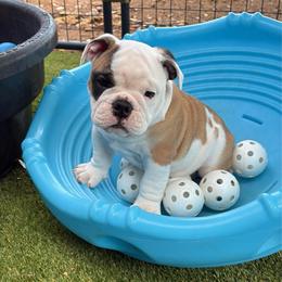 Harry Potter - Black Collar - Fawn and white male Bulldog puppy in Krum, Texas from K & K Little Blessings