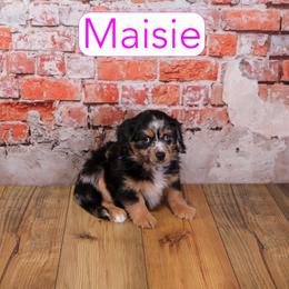 Maisie - Blue merle female Assorted Doodle Crosses puppy in Calhoun, Georgia from Happy Top Doodles