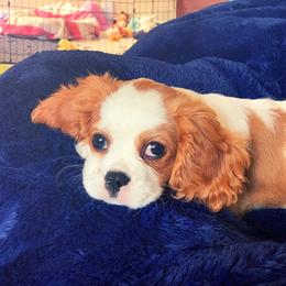 Cavalier King Charles Spaniel Puppies from Rolling Meadows Cavaliers