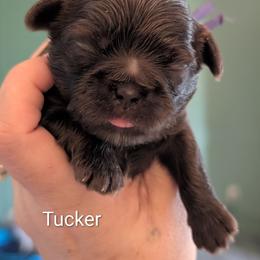 Tucker - Chocolate male Shih Tzu puppy in Claxton, Georgia from Small Pawz Shih tzu