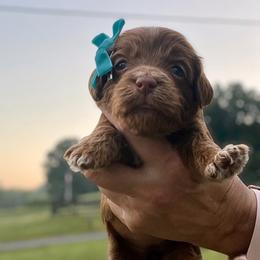 Lady - Red female Cockapoo puppy in Mocksville, North Carolina from Little Bear Doodles
