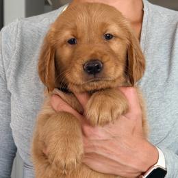 Snickers - Dark golden male Golden Retriever puppy in Rancho Cucamonga, California from Robinson Retrievers