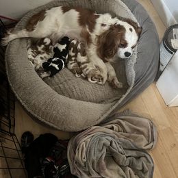 Sophia - Cavalier King Charles Spaniel
